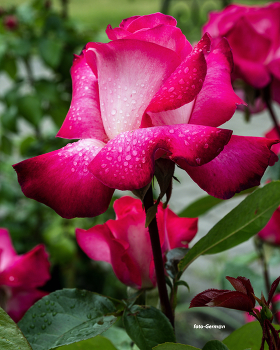 Rose / ***