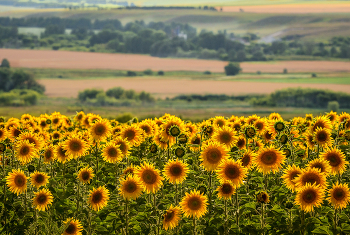 Über Sommer ... / ***