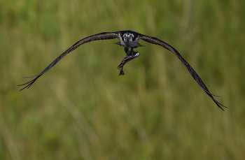 Osprey (m) / Osprey (m)