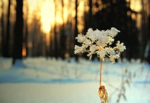 Januartag / ***