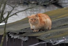 März Katze. Einsamkeit / ***