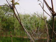 Altweibersommer / ***