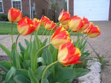 Tulpen und Wind / ***
