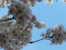 Stöhnen / Olympus 1060