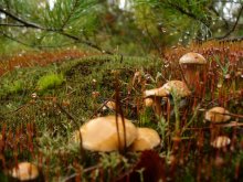 Pilz Lichtung / ***