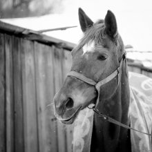 Portrait eines Pferdes:) / ***
