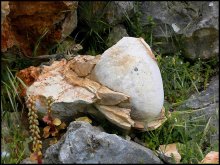 Wache Eier / ***