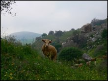 Spaziergang auf Israel / ***