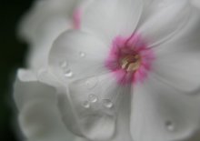 Phlox / ***