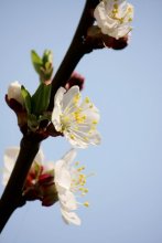 Apricot Blumen / ***