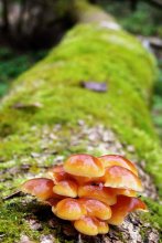 oh, Champignons / ***