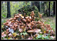 Mushroom Familie / ***