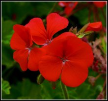 Geranie / ***