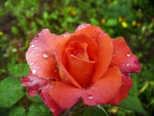 Rose nach regen / ***