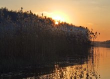 Jungle Sonnenuntergang / ***