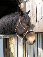 Horsepower Traurigkeit / ***