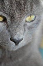 Lieblingstier ... / ***