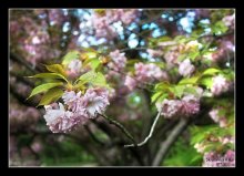 Sakura Branch / ***