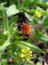 Hummel / ***