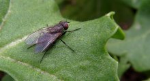 fliegen / ***