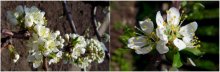 ersten Blumen / ***