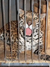 Leopard / ***