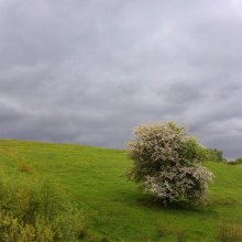 Blühende Baum auf dem Hügel / ***