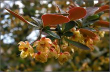 Frühjahr steigenden / ***