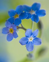 Forget-me- / ***