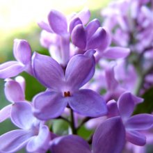 violett Stimmung / ***
