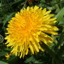 Sonne im Gras / ***