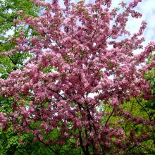 Minsky sakura / ***