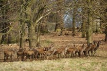 Ordentliche städtischen Hirsch / ***