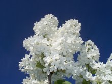 Weiße und blaue / ***