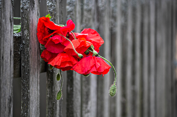 Mohn / ***