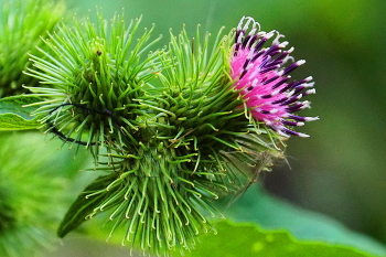 Agrimony / ***