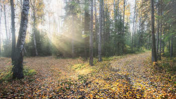 Morgen in den herbstlichen Wald / ***