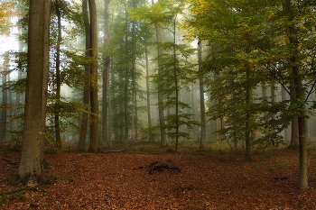 Morgen in den Wald / ***