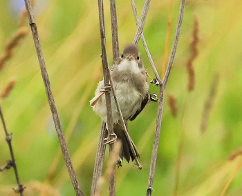 Grau Warbler / ***