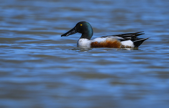 Northern shoveler (m) / Northern shoveler (m)