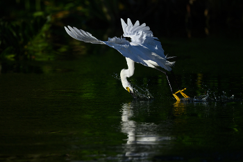 Snowy egret / Snowy egret