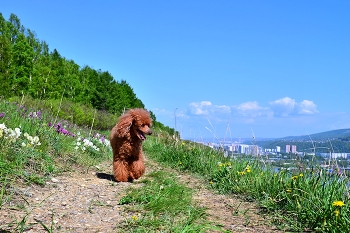 Sommer, ah Sommer ... / ***