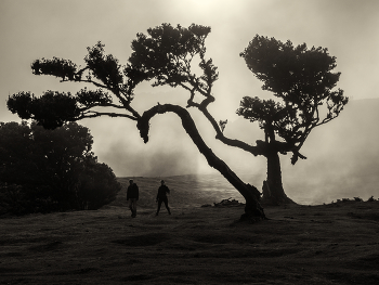 &nbsp; / Fanal forest Madeira