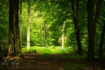 Magischer Wald / Ein romantischer und magischer Wald