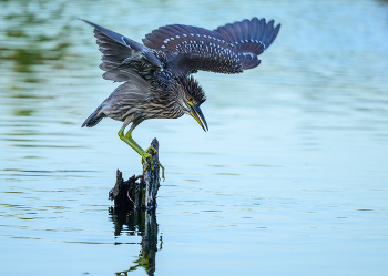 Black-crowned night heron (juvenile) / Black-crowned night heron (juvenile)