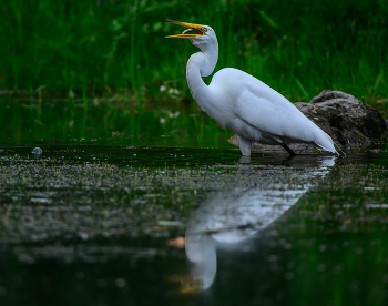 Great egret / Great egret