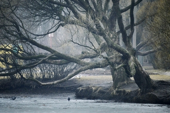 Am Teich ... / ***