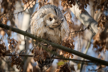 &nbsp; / Long-eared Owl
Emotion in animals