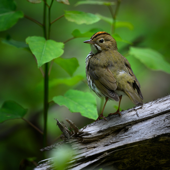 Ovenbird / Ovenbird