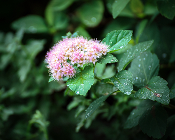 Nach dem Regen / ***